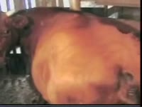Man and cow porn